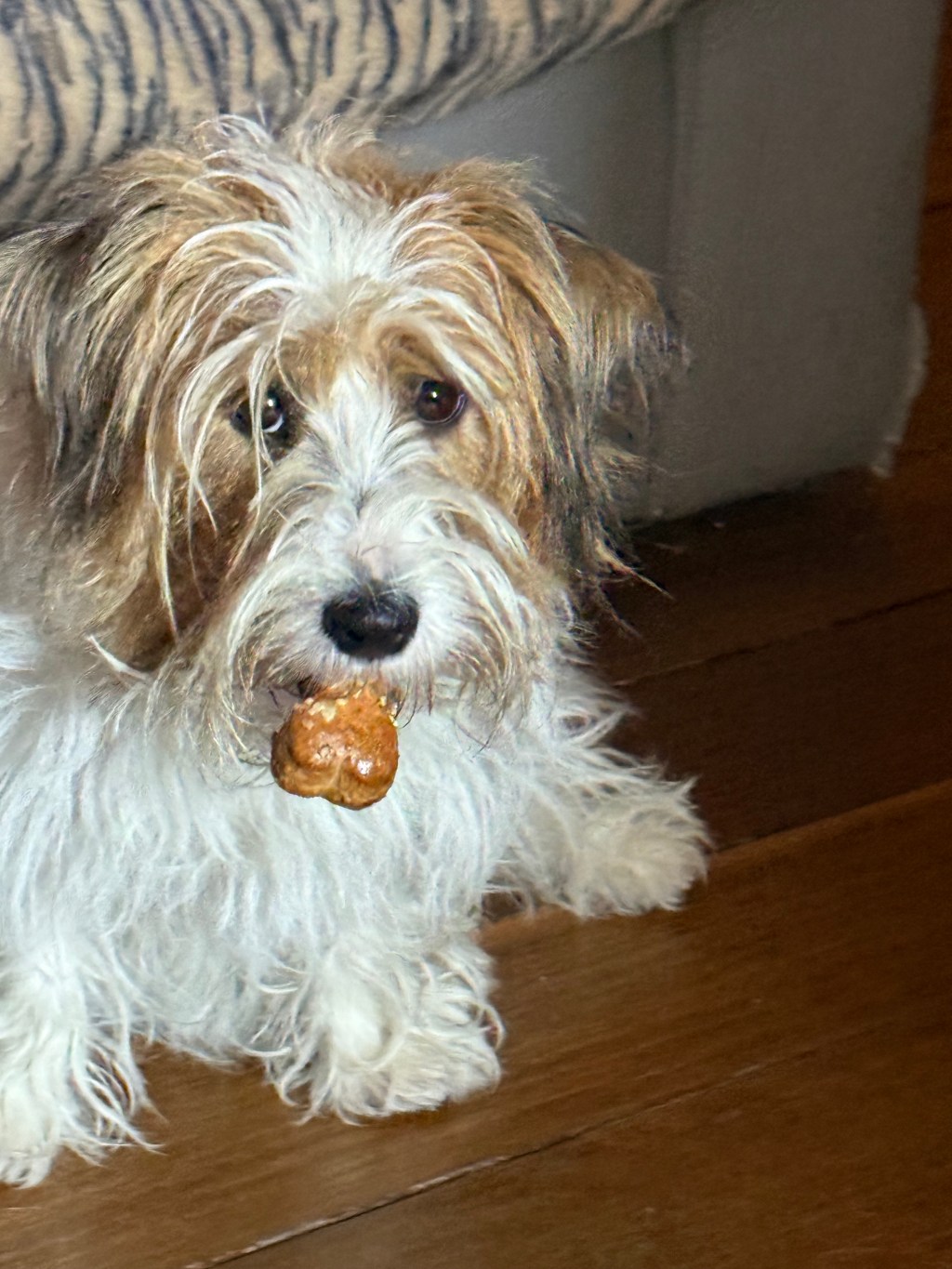 Whole wheat peanut butter dog biscuits 